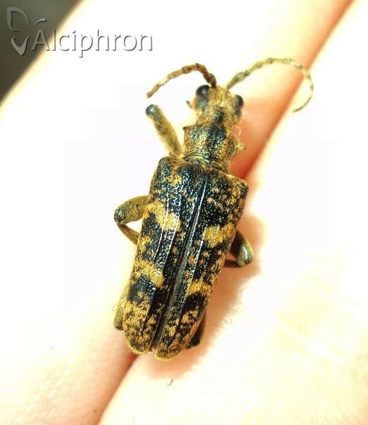 Rhagium sycophanta