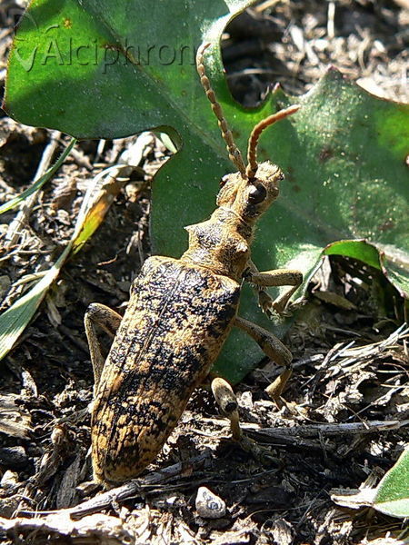 Rhagium sycophanta