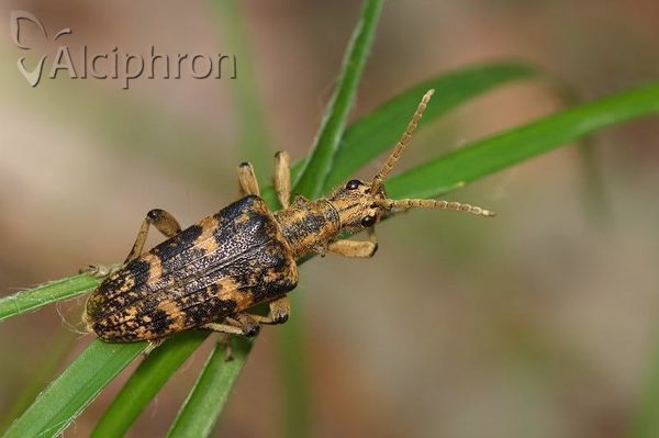 Rhagium sycophanta