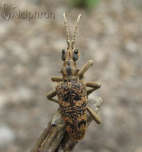 Rhagium sycophanta