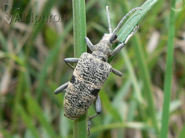 Rhagium mordax