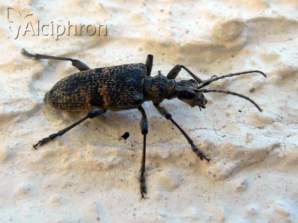 Rhagium mordax