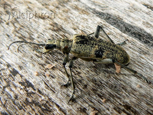 Rhagium mordax