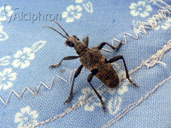 Rhagium mordax