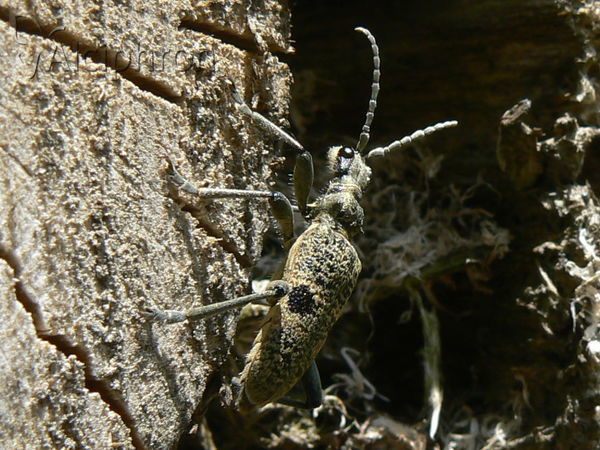 Rhagium mordax