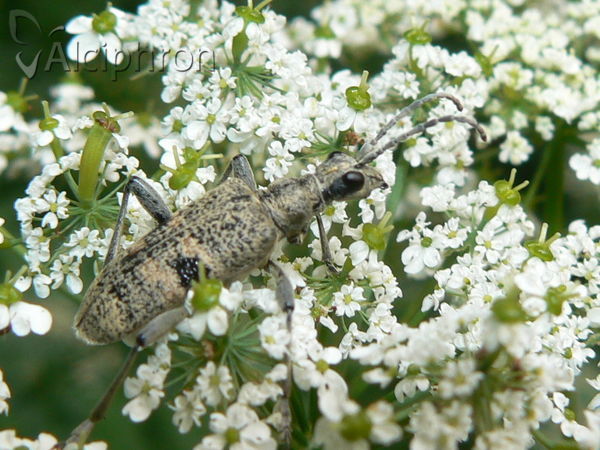 Rhagium mordax