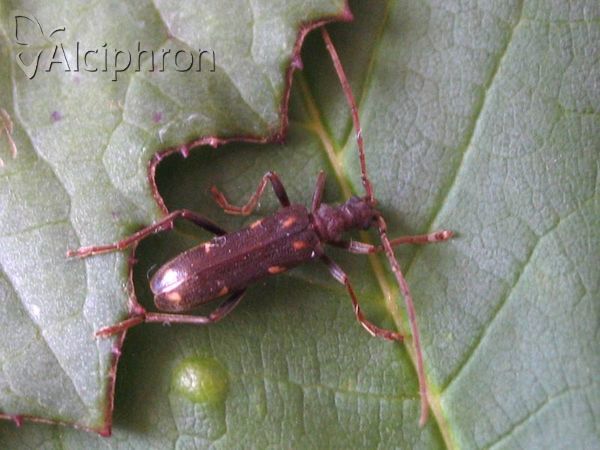 Xylosteus spinolae