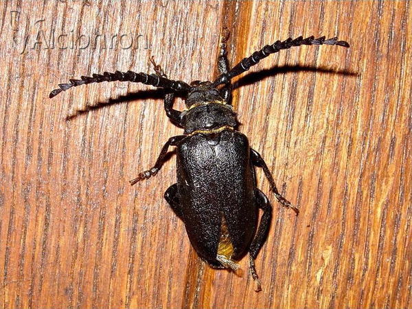 Prionus coriarius