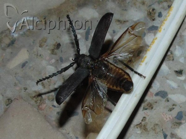 Prionus coriarius