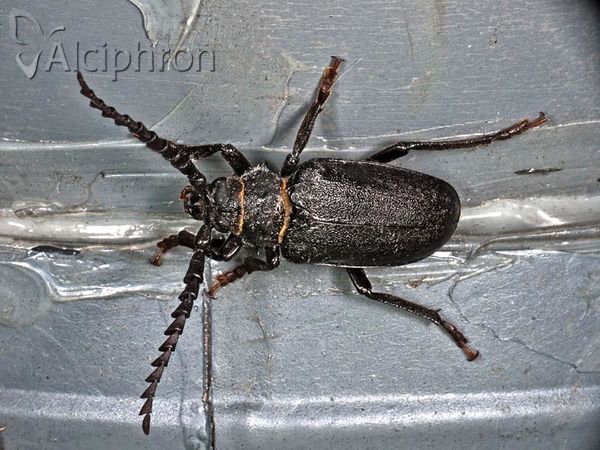 Prionus coriarius