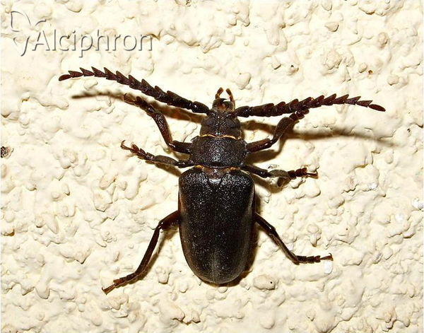 Prionus coriarius