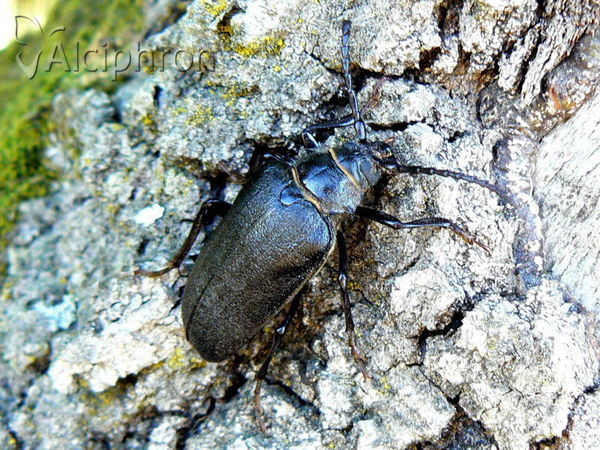 Prionus coriarius