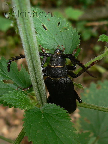 Prionus coriarius