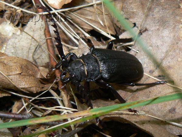 Prionus coriarius