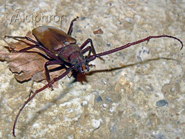 Aegosoma scabricorne