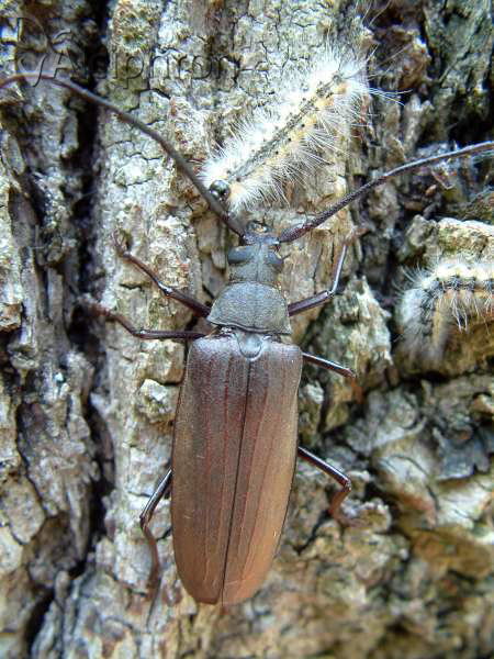 Aegosoma scabricorne