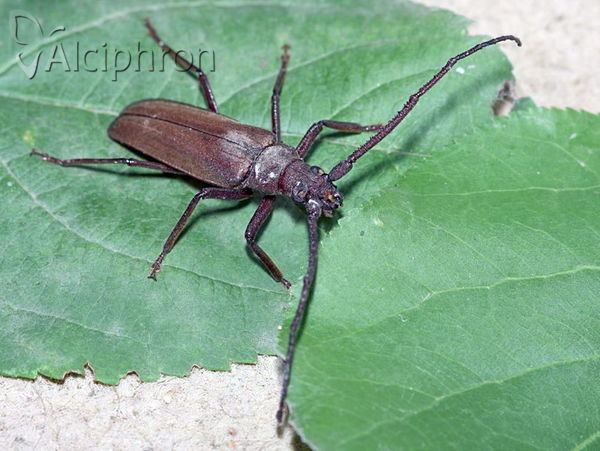 Aegosoma scabricorne