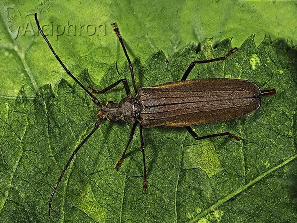 Aegosoma scabricorne