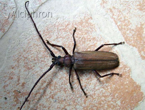 Aegosoma scabricorne