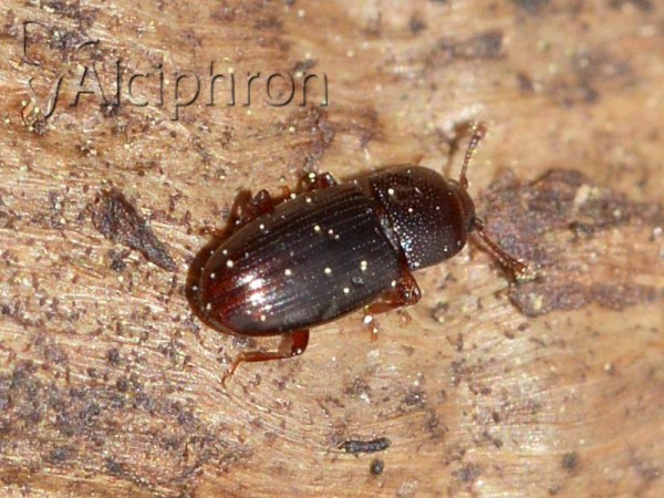 Cerylon fagi