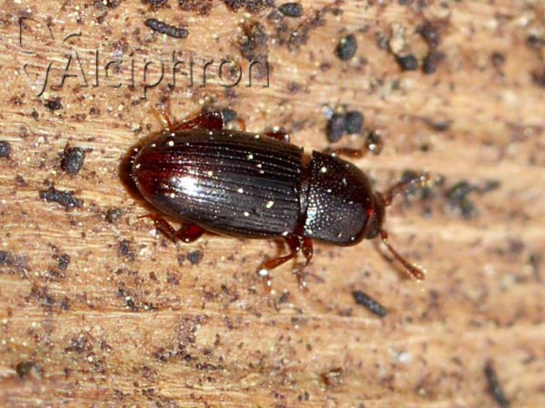Cerylon fagi