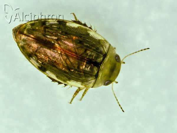 Laccophilus minutus