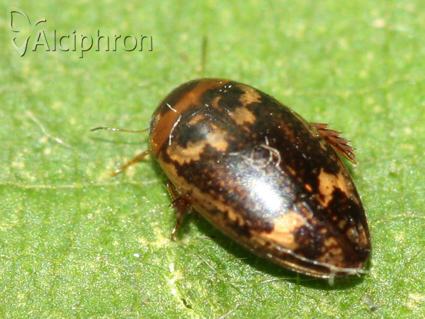 Laccophilus poecilus