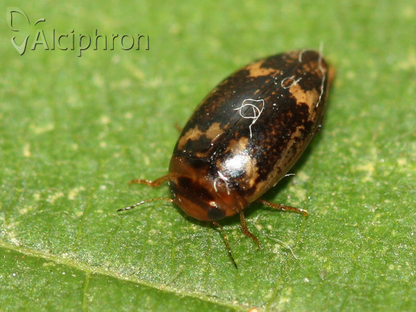 Laccophilus poecilus