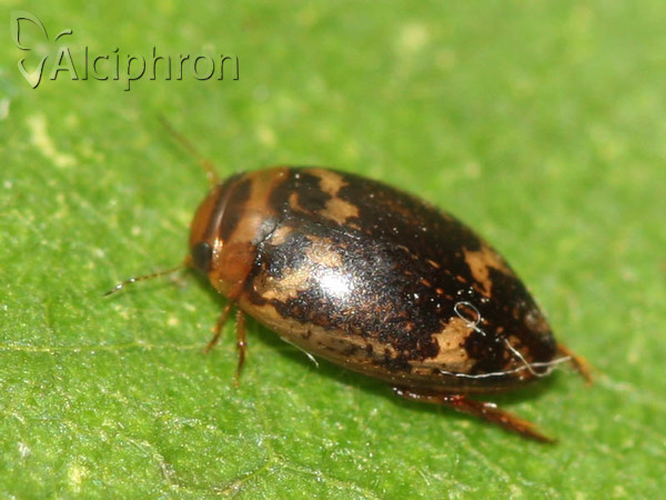 Laccophilus poecilus