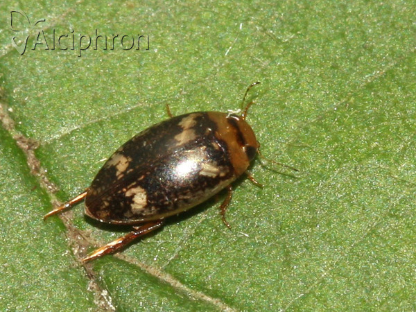 Laccophilus poecilus
