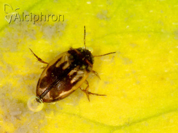 Hydroglyphus geminus