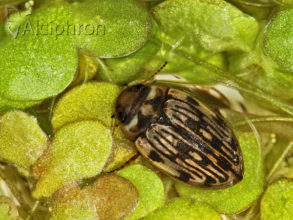 Scarodytes halensis