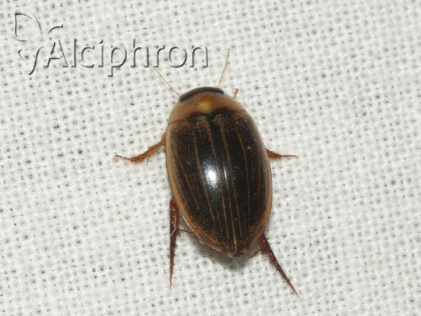 Porhydrus lineatus