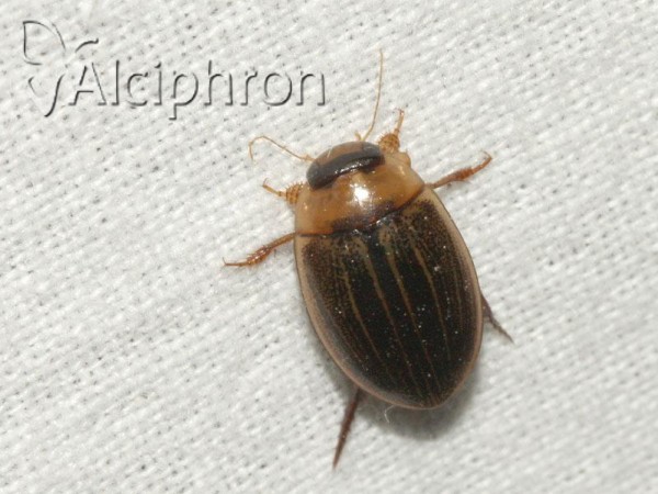 Porhydrus lineatus