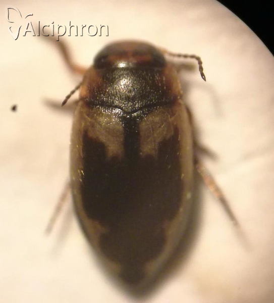 Hydroporus palustris