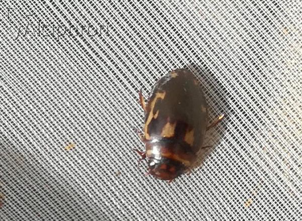 Hydroporus palustris