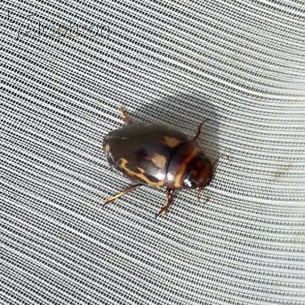Hydroporus palustris