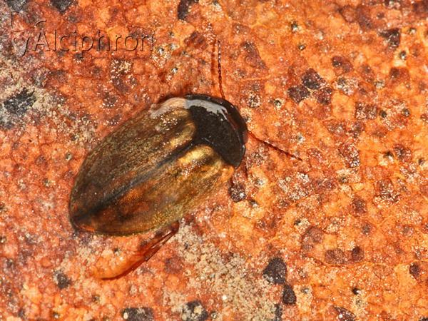 Hydroporus planus