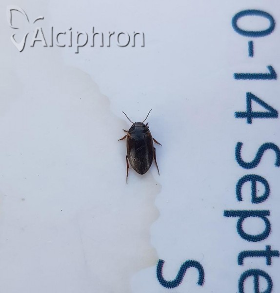 Hydroporus planus