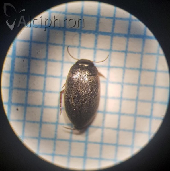 Hydroporus planus