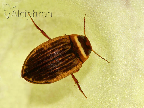 Hygrotus impressopunctatus