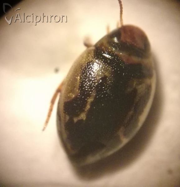 Hygrotus inaequalis