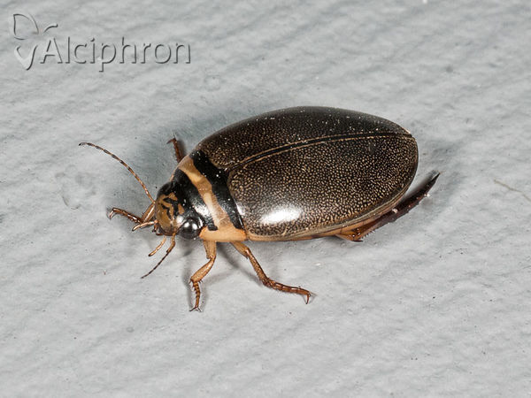 Graphoderus cinereus