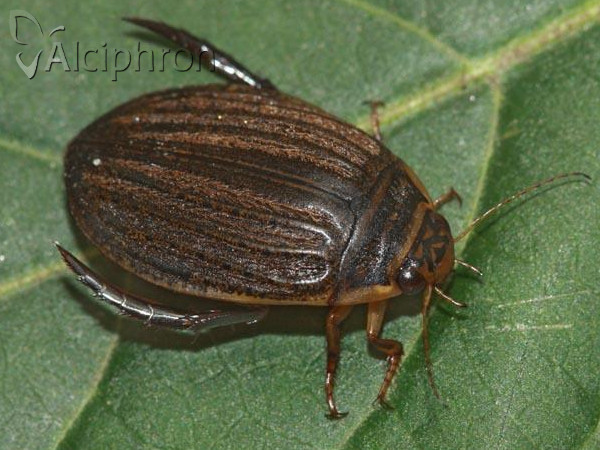 Acilius sulcatus