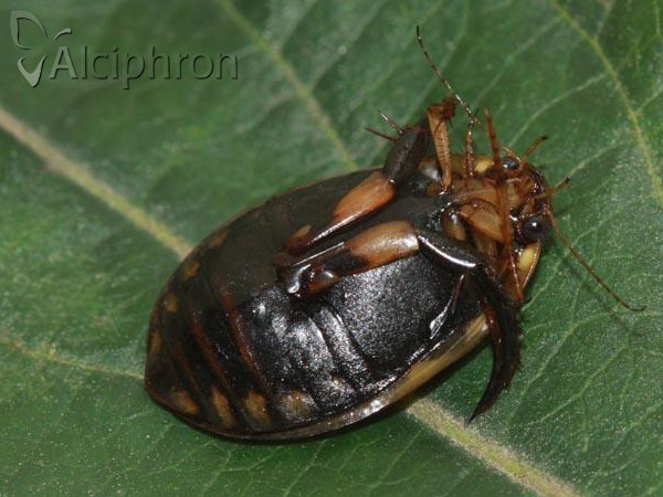 Acilius sulcatus