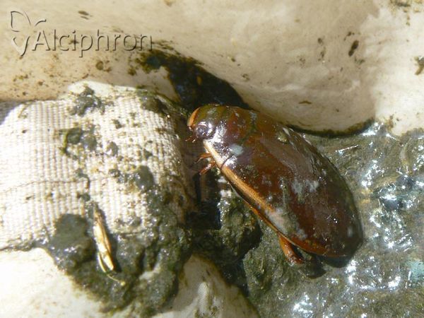 Cybister lateralimarginalis
