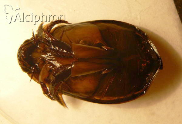 Cybister lateralimarginalis