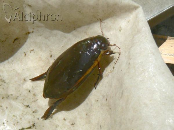 Cybister lateralimarginalis