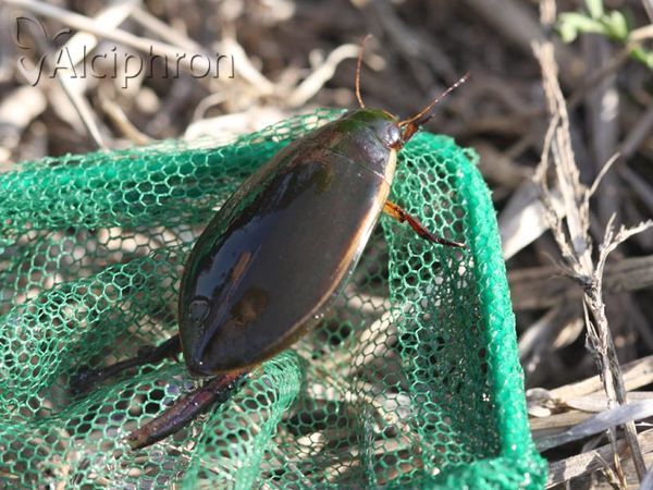 Cybister lateralimarginalis