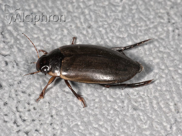Cybister lateralimarginalis